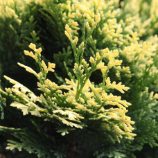 Кипарисовик Лавсона Пігмеа Аргентея / Кипарисовик Лавсона | Chamaecyparis lawsoniana Pygmaea Argentea | Кипарисовик Лавсона Пигмеа Аргентея / Кипарисовик Лавсона