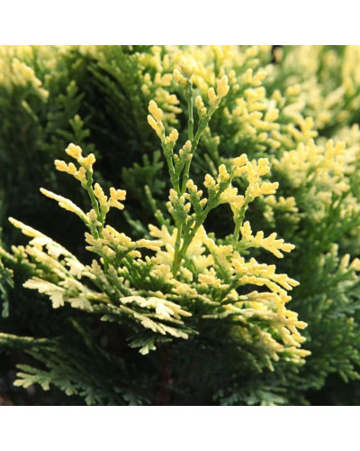 Кипарисовик Лавсона Пігмеа Аргентея / Кипарисовик Лавсона | Chamaecyparis lawsoniana Pygmaea Argentea | Кипарисовик Лавсона Пигмеа Аргентея / Кипарисовик Лавсона