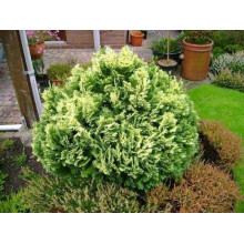 Кипарисовик Лавсона Пігмеа Аргентея / Кипарисовик Лавсона | Chamaecyparis lawsoniana Pygmaea Argentea | Кипарисовик Лавсона Пигмеа Аргентея / Кипарисовик Лавсона