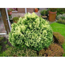 Кипарисовик Лавсона Пігмеа Аргентея / Кипарисовик Лавсона | Chamaecyparis lawsoniana Pygmaea Argentea | Кипарисовик Лавсона Пигмеа Аргентея / Кипарисовик Лавсона