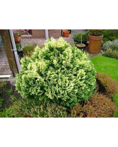 Кипарисовик Лавсона Пігмеа Аргентея / Кипарисовик Лавсона | Chamaecyparis lawsoniana Pygmaea Argentea | Кипарисовик Лавсона Пигмеа Аргентея / Кипарисовик Лавсона