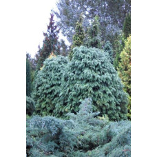Кипарисовик Лавсона Сільвер Глобус | Chamaecyparis lawsoniana Silver Globus | Кипарисовик Лавсона Сильвер Глобус