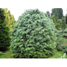 Кипарисовик Лавсона Сільвер Глобус | Chamaecyparis lawsoniana Silver Globus | Кипарисовик Лавсона Сильвер Глобус