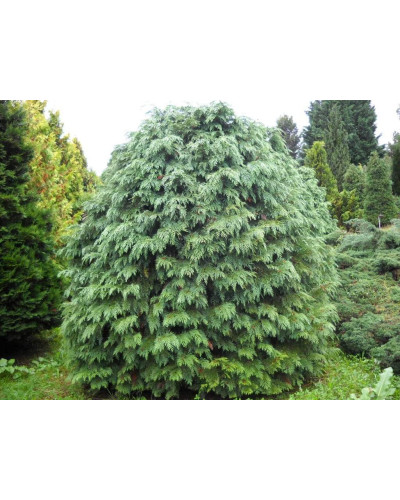 Кипарисовик Лавсона Сільвер Глобус | Chamaecyparis lawsoniana Silver Globus | Кипарисовик Лавсона Сильвер Глобус