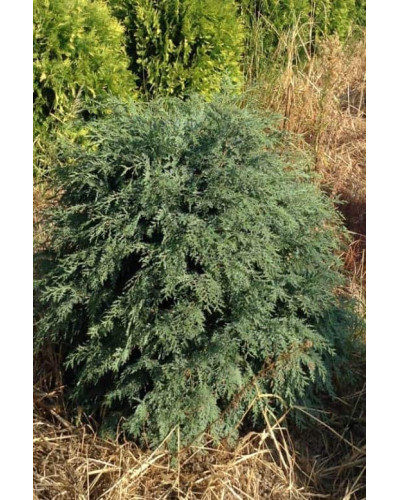 Кипарисовик Лавсона Сільвер Глобус | Chamaecyparis lawsoniana Silver Globus | Кипарисовик Лавсона Сильвер Глобус