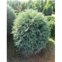 Кипарисовик Лавсона Сільвер Глобус | Chamaecyparis lawsoniana Silver Globus | Кипарисовик Лавсона Сильвер Глобус
