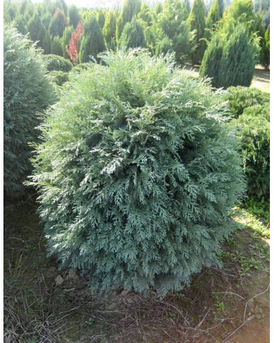 Кипарисовик Лавсона Сільвер Глобус | Chamaecyparis lawsoniana Silver Globus | Кипарисовик Лавсона Сильвер Глобус
