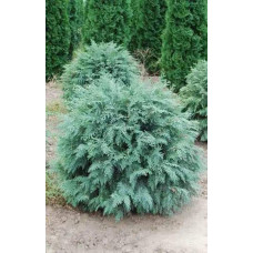 Кипарисовик Лавсона Сільвер Глобус | Chamaecyparis lawsoniana Silver Globus | Кипарисовик Лавсона Сильвер Глобус