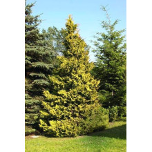 Кипарисовик нутканський Ауреа | Chamaecyparis nootkatensis Aurea | Кипарисовик нутканский Ауреа