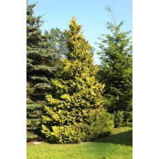 Кипарисовик нутканський Ауреа | Chamaecyparis nootkatensis Aurea | Кипарисовик нутканский Ауреа