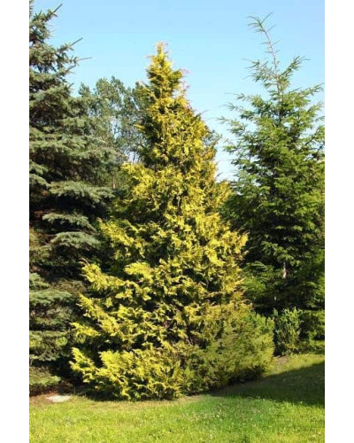Кипарисовик нутканський Ауреа | Chamaecyparis nootkatensis Aurea | Кипарисовик нутканский Ауреа