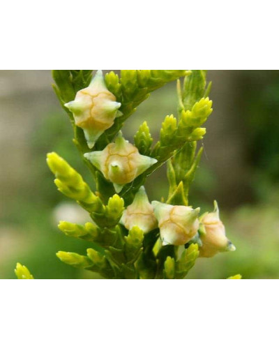 Кипарисовик нутканський Ауреа | Chamaecyparis nootkatensis Aurea | Кипарисовик нутканский Ауреа