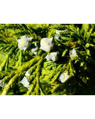 Кипарисовик нутканський Ауреа | Chamaecyparis nootkatensis Aurea | Кипарисовик нутканский Ауреа