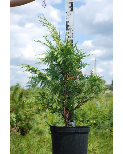 Кипарисовик нутканський Ауреа | Chamaecyparis nootkatensis Aurea | Кипарисовик нутканский Ауреа