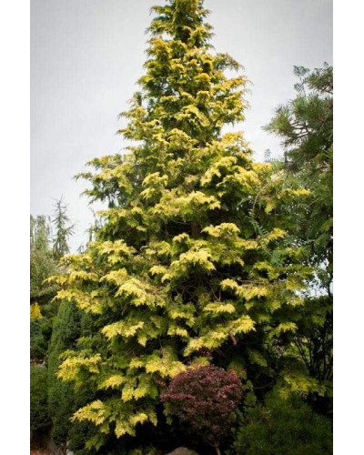 Кипарисовик нутканський Ауреа | Chamaecyparis nootkatensis Aurea | Кипарисовик нутканский Ауреа