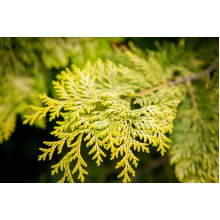 Кипарисовик нутканський Ауреа | Chamaecyparis nootkatensis Aurea | Кипарисовик нутканский Ауреа