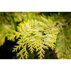 Кипарисовик нутканський Ауреа | Chamaecyparis nootkatensis Aurea | Кипарисовик нутканский Ауреа