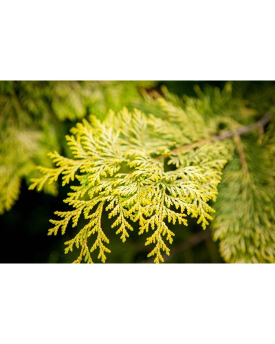 Кипарисовик нутканський Ауреа | Chamaecyparis nootkatensis Aurea | Кипарисовик нутканский Ауреа