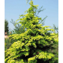 Кипарисовик нутканський Ауреа | Chamaecyparis nootkatensis Aurea | Кипарисовик нутканский Ауреа