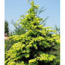 Кипарисовик нутканський Ауреа | Chamaecyparis nootkatensis Aurea | Кипарисовик нутканский Ауреа
