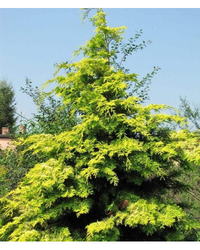 Кипарисовик нутканський Ауреа | Chamaecyparis nootkatensis Aurea | Кипарисовик нутканский Ауреа
