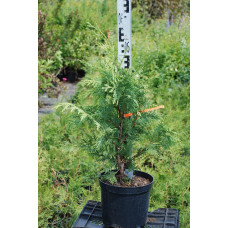 Кипарисовик нутканський Ауреа | Chamaecyparis nootkatensis Aurea | Кипарисовик нутканский Ауреа