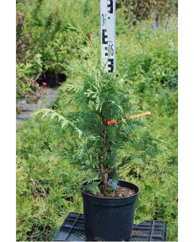 Кипарисовик нутканський Ауреа | Chamaecyparis nootkatensis Aurea | Кипарисовик нутканский Ауреа