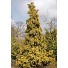 Кипарисовик нутканський Ауреа | Chamaecyparis nootkatensis Aurea | Кипарисовик нутканский Ауреа