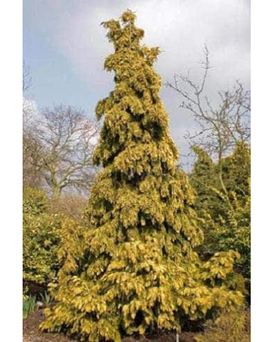 Кипарисовик нутканський Ауреа | Chamaecyparis nootkatensis Aurea | Кипарисовик нутканский Ауреа