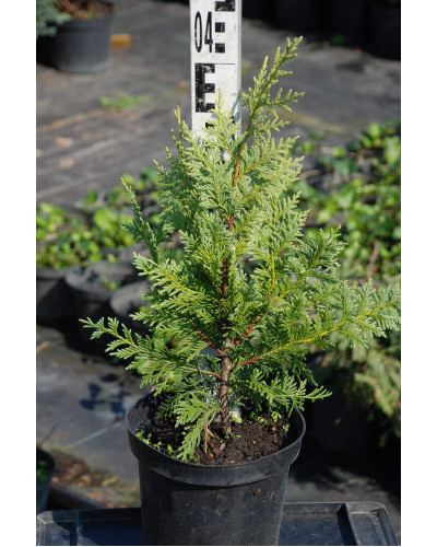 Кипарисовик нутканський Ауреа | Chamaecyparis nootkatensis Aurea | Кипарисовик нутканский Ауреа