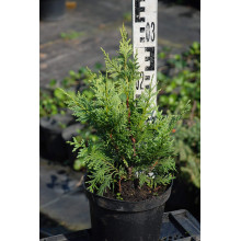 Кипарисовик нутканський Ауреа | Chamaecyparis nootkatensis Aurea | Кипарисовик нутканский Ауреа