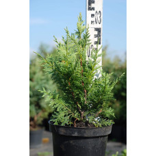 Кипарисовик нутканський Ауреа | Chamaecyparis nootkatensis Aurea | Кипарисовик нутканский Ауреа