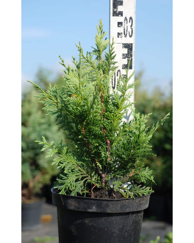Кипарисовик нутканський Ауреа | Chamaecyparis nootkatensis Aurea | Кипарисовик нутканский Ауреа