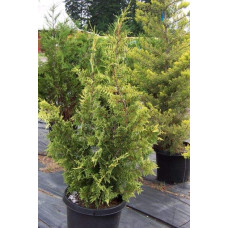 Кипарисовик нутканський Ауреа | Chamaecyparis nootkatensis Aurea | Кипарисовик нутканский Ауреа