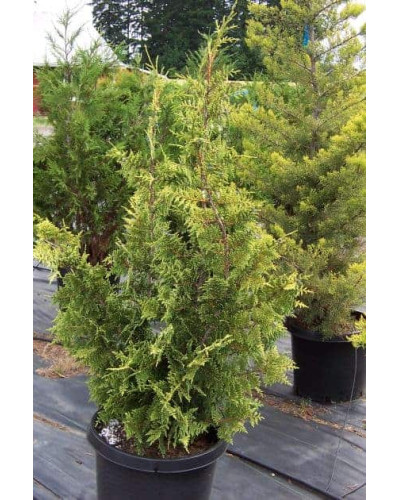 Кипарисовик нутканський Ауреа | Chamaecyparis nootkatensis Aurea | Кипарисовик нутканский Ауреа