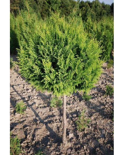 Кипарисовик Плюмоза куля на штамбі | Chamaecyparis Plumosa ball on shtambe | Кипарисовик Плюмоза шар на штамбе
