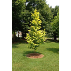 Метасеквоя гліптостробусова ’Голд Раш’|Metasequoia glyptostroboides ’Gold Rush’|Метасеквойя глиптостробусовая ’Голд Раш’
