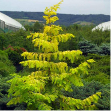 Метасеквоя гліптостробусова ’Голд Раш’|Metasequoia glyptostroboides ’Gold Rush’|Метасеквойя глиптостробусовая ’Голд Раш’