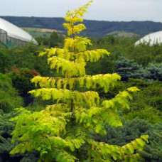 Метасеквоя гліптостробусова ’Голд Раш’|Metasequoia glyptostroboides ’Gold Rush’|Метасеквойя глиптостробусовая ’Голд Раш’