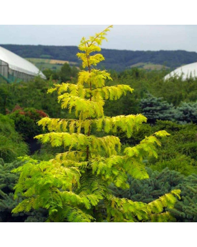 Метасеквоя гліптостробусова ’Голд Раш’|Metasequoia glyptostroboides ’Gold Rush’|Метасеквойя глиптостробусовая ’Голд Раш’