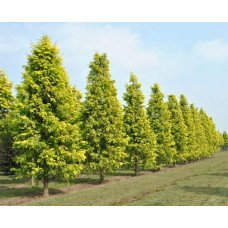 Метасеквоя гліптостробусова ’Голд Раш’|Metasequoia glyptostroboides ’Gold Rush’|Метасеквойя глиптостробусовая ’Голд Раш’