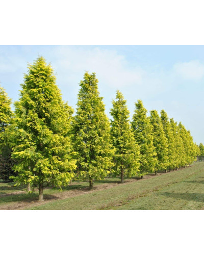 Метасеквоя гліптостробусова ’Голд Раш’|Metasequoia glyptostroboides ’Gold Rush’|Метасеквойя глиптостробусовая ’Голд Раш’