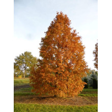 Метасеквоя гліптостробусова ’Голд Раш’|Metasequoia glyptostroboides ’Gold Rush’|Метасеквойя глиптостробусовая ’Голд Раш’