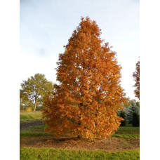 Метасеквоя гліптостробусова ’Голд Раш’|Metasequoia glyptostroboides ’Gold Rush’|Метасеквойя глиптостробусовая ’Голд Раш’