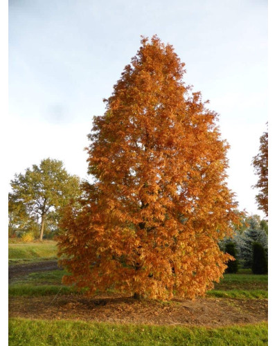 Метасеквоя гліптостробусова ’Голд Раш’|Metasequoia glyptostroboides ’Gold Rush’|Метасеквойя глиптостробусовая ’Голд Раш’