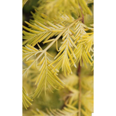 Метасеквоя гліптостробусова ’Голд Раш’|Metasequoia glyptostroboides ’Gold Rush’|Метасеквойя глиптостробусовая ’Голд Раш’