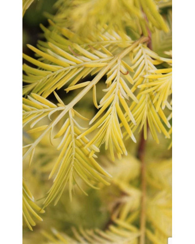 Метасеквоя гліптостробусова ’Голд Раш’|Metasequoia glyptostroboides ’Gold Rush’|Метасеквойя глиптостробусовая ’Голд Раш’