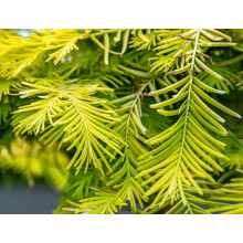 Метасеквоя гліптостробусова ’Голд Раш’|Metasequoia glyptostroboides ’Gold Rush’|Метасеквойя глиптостробусовая ’Голд Раш’