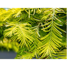 Метасеквоя гліптостробусова ’Голд Раш’|Metasequoia glyptostroboides ’Gold Rush’|Метасеквойя глиптостробусовая ’Голд Раш’