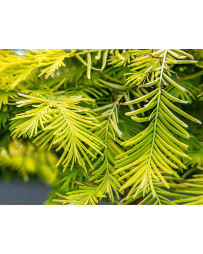 Метасеквоя гліптостробусова ’Голд Раш’|Metasequoia glyptostroboides ’Gold Rush’|Метасеквойя глиптостробусовая ’Голд Раш’